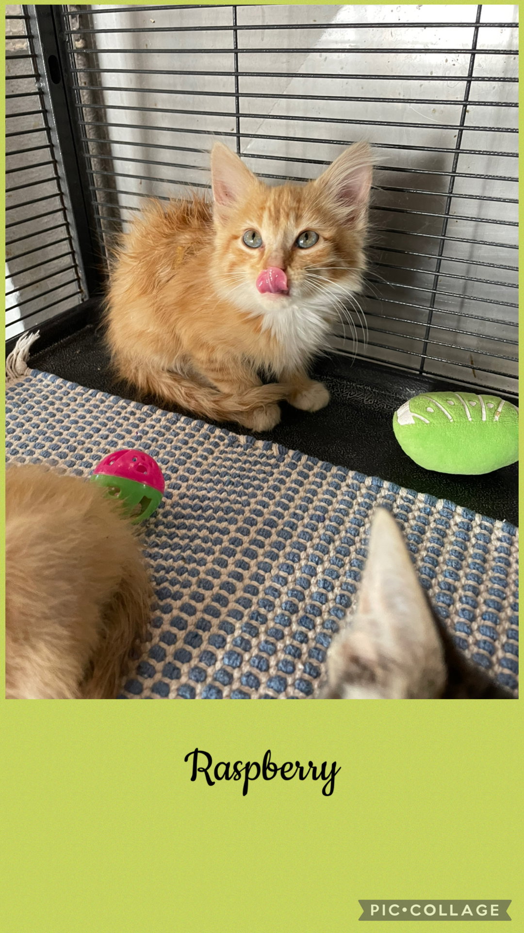Berry litter- Raspberry, Domestic Long Hair