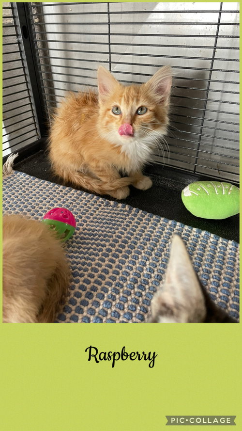 Berry litter- Raspberry, a cat for adoption from Henry County Humane Society - Kewanee Chapter