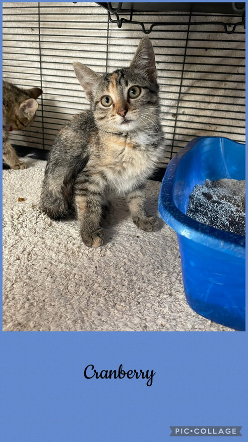 Berry litter- Cranberry, a cat for adoption from Henry County Humane Society - Kewanee Chapter