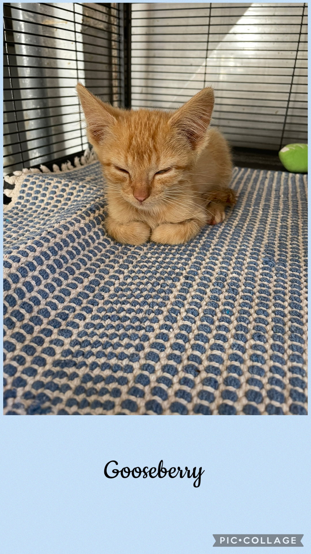Berry litter- Gooseberry, Domestic Short Hair
