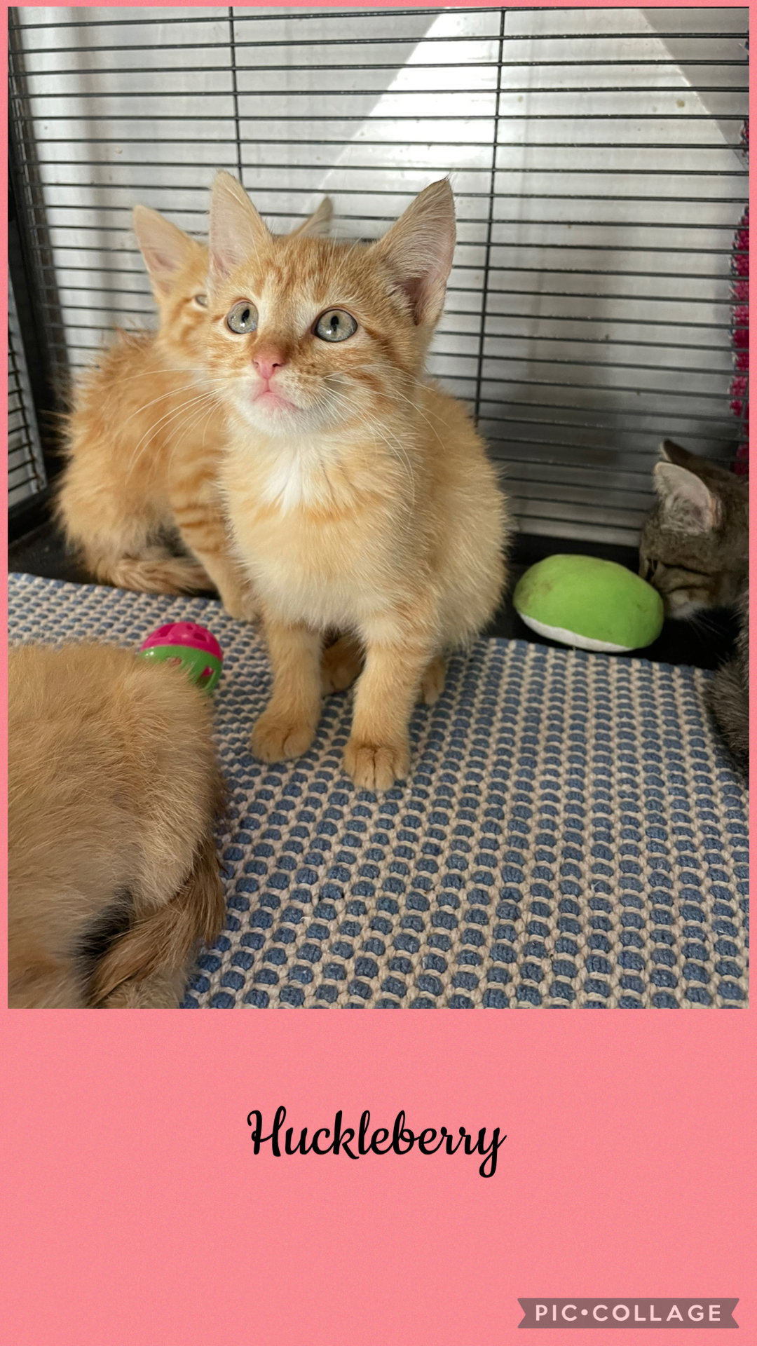 Berry litter- Huckleberry, Domestic Short Hair