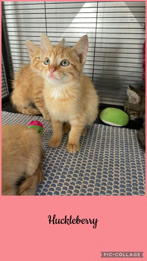 Berry litter- Huckleberry, a cat for adoption from Henry County Humane Society - Kewanee Chapter