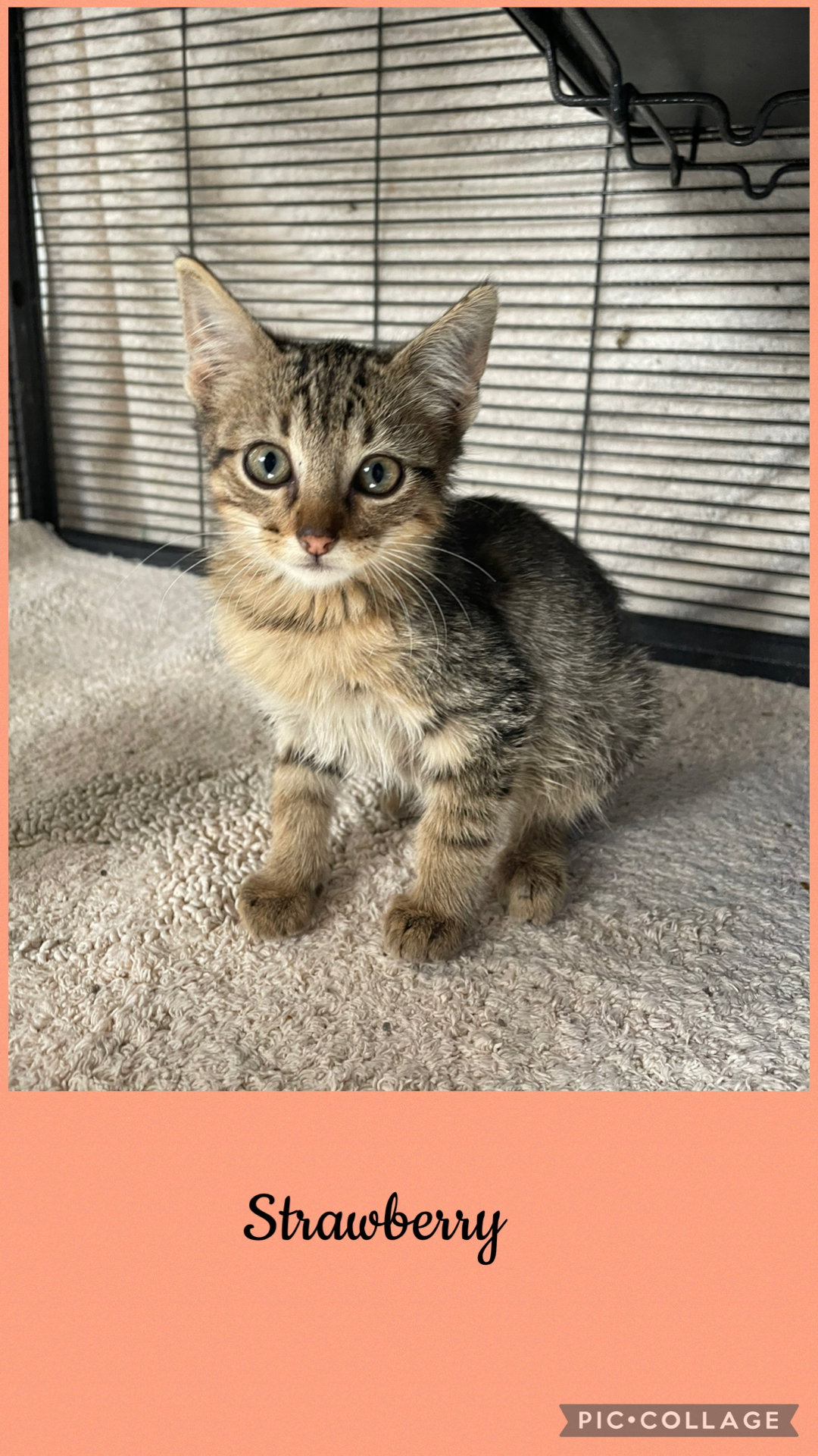 Berry litter- Strawberry, Domestic Short Hair