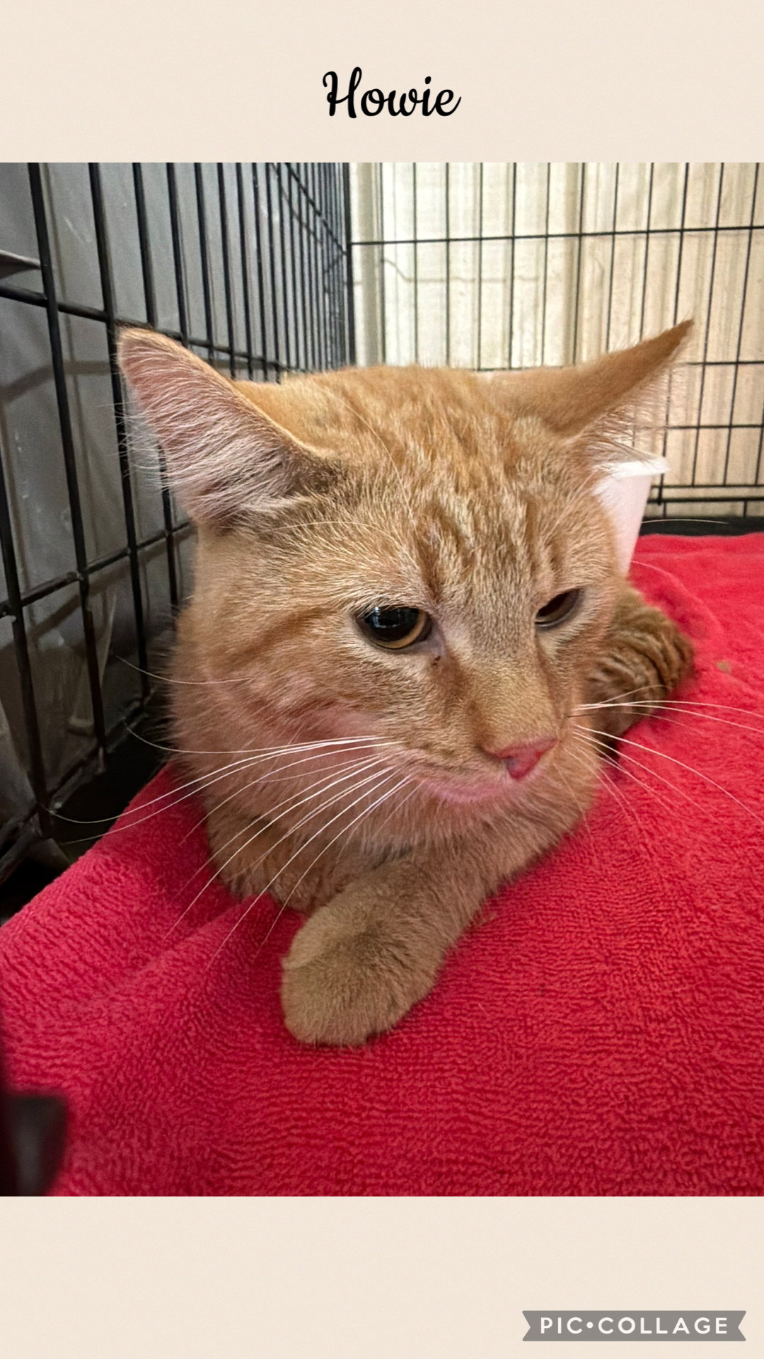 Howie, Domestic Short Hair