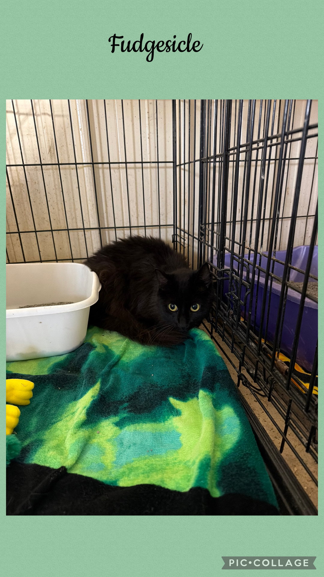 Fudgesicle, Domestic Medium Hair