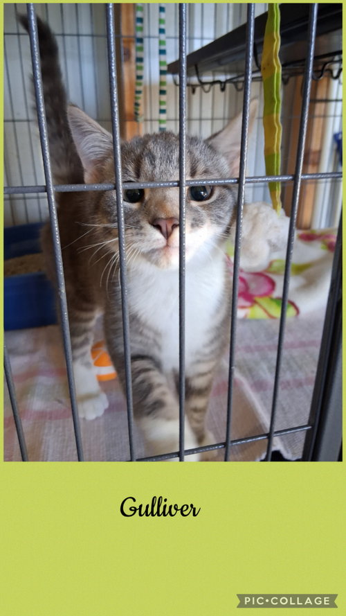 Gulliver, a cat for adoption from Henry County Humane Society - Kewanee Chapter
