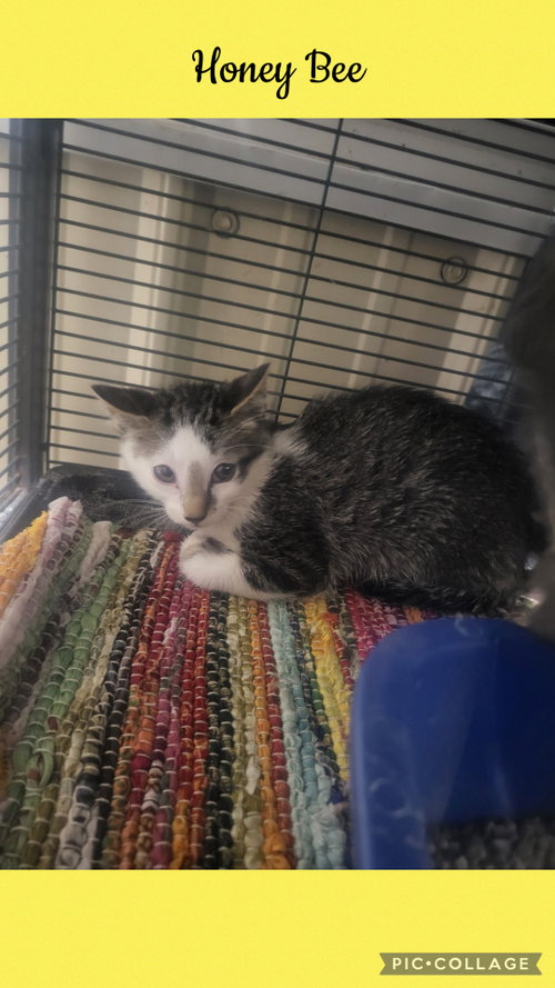 Pound- Honey Bee, a cat for adoption from Henry County Humane Society - Kewanee Chapter