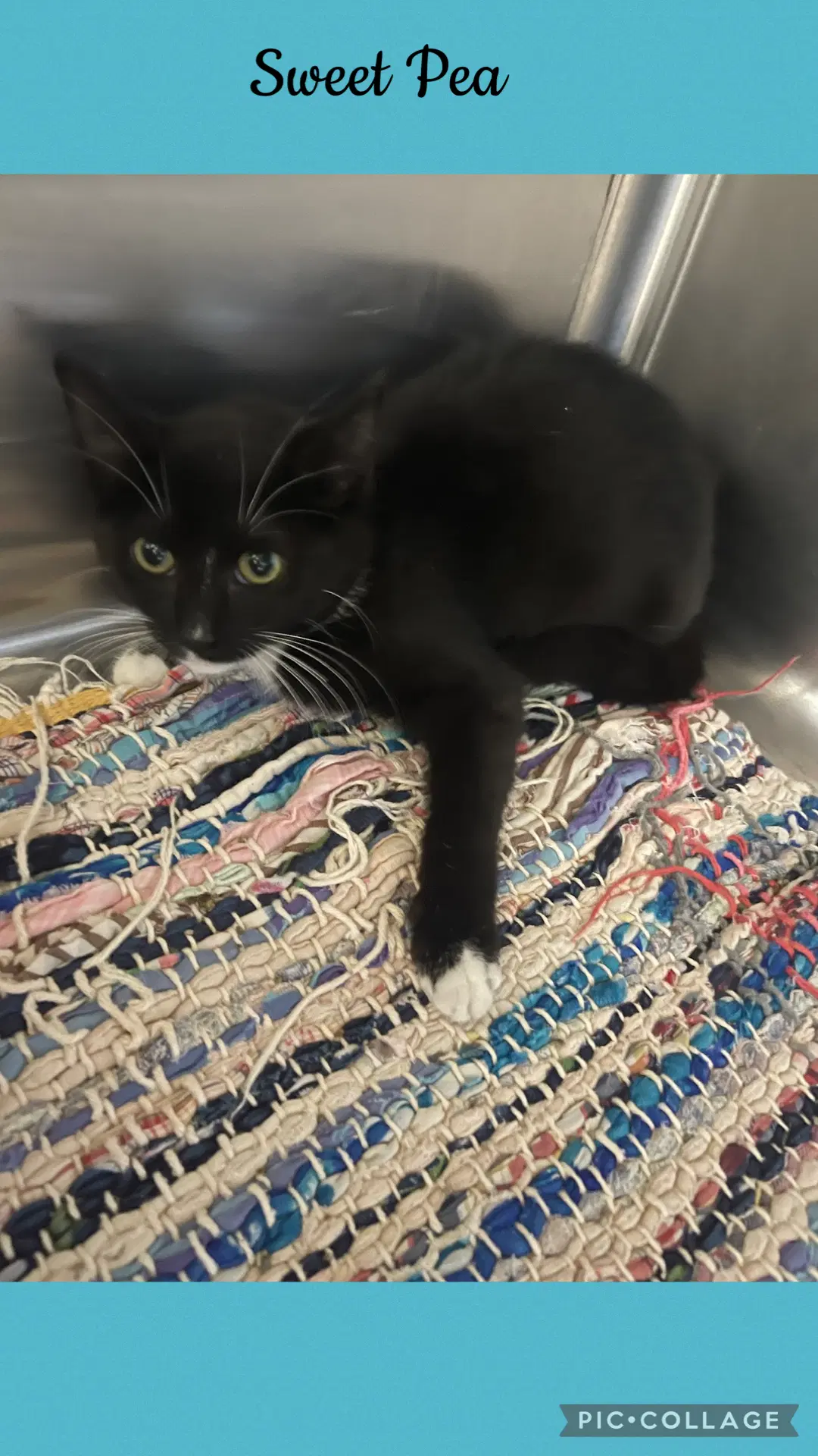 Pound- Sweet Pea - Domestic Short Hair