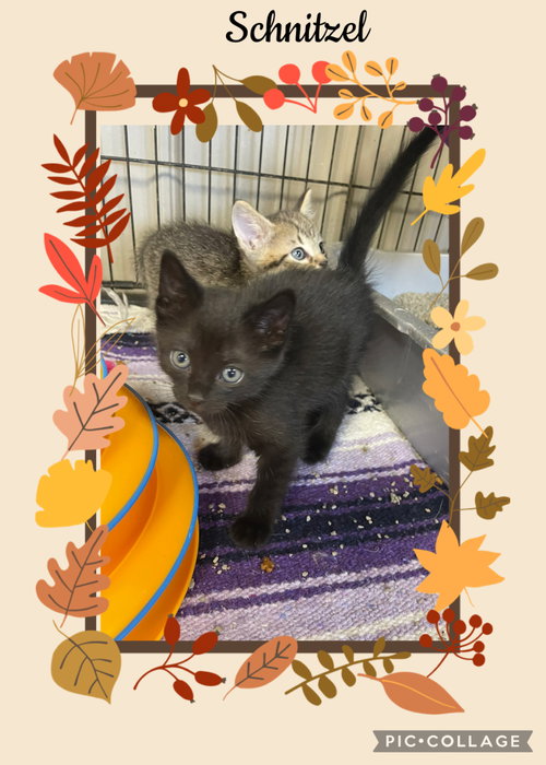 German- Schnitzel, a cat for adoption from Henry County Humane Society - Kewanee Chapter