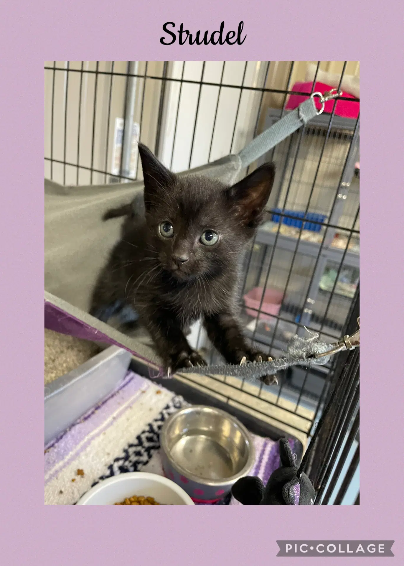 German- Strudel - Domestic Short Hair
