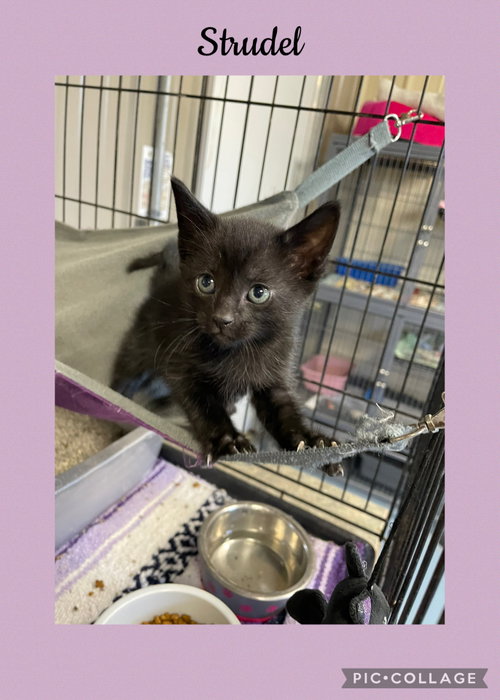 German- Strudel, a cat for adoption from Henry County Humane Society - Kewanee Chapter