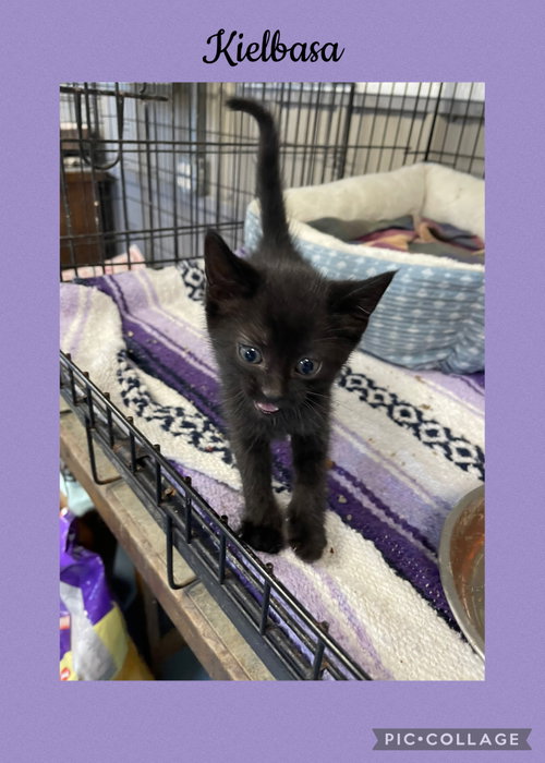 German- Kielbasa, a cat for adoption from Henry County Humane Society - Kewanee Chapter
