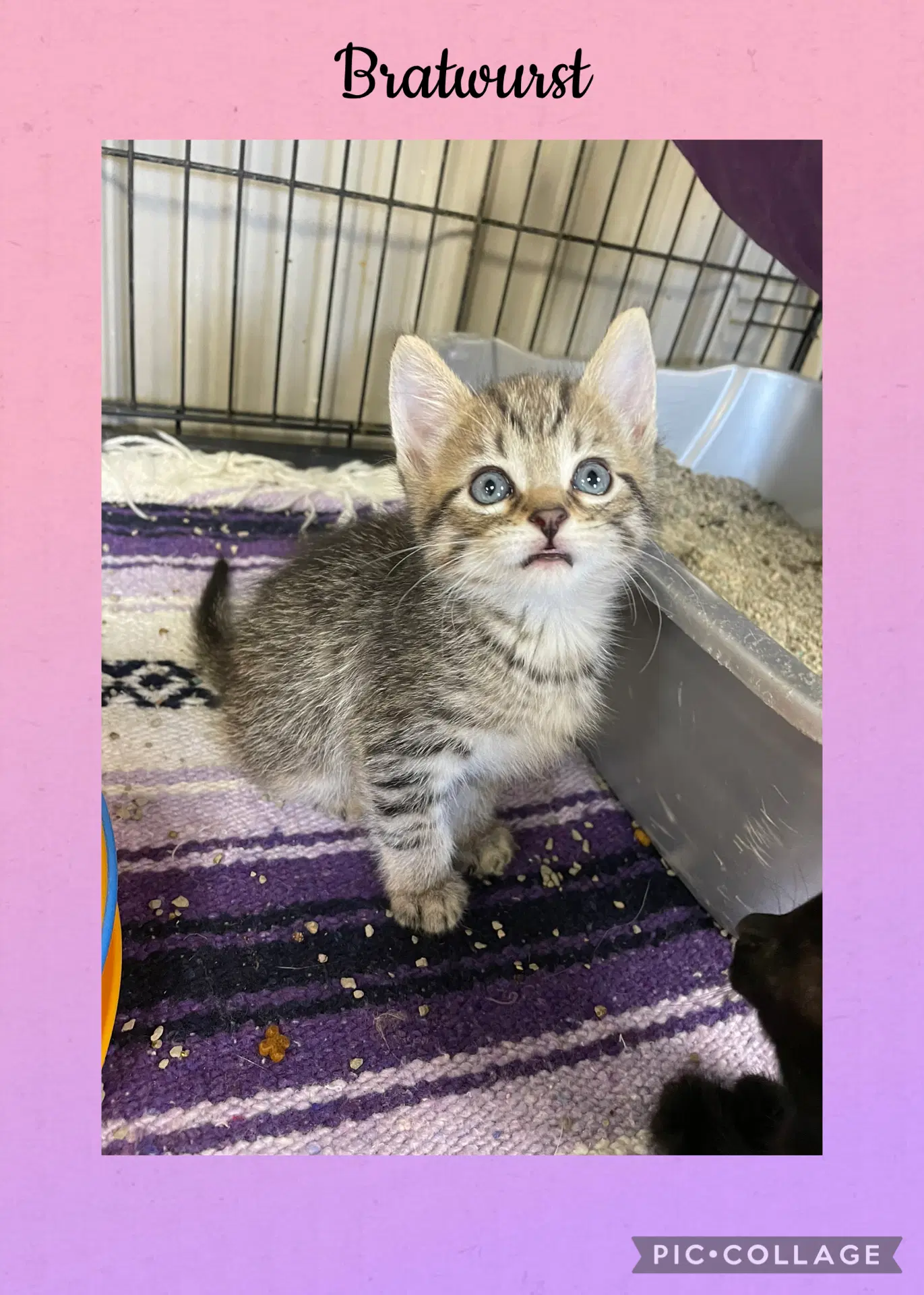 German- Bratswurst - Domestic Short Hair