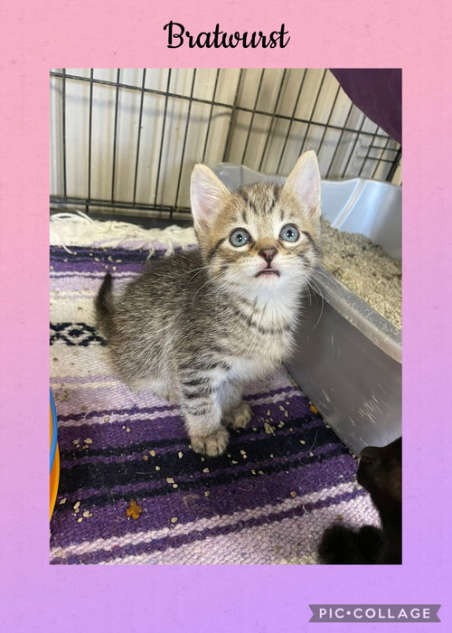 German- Bratswurst, a cat for adoption from Henry County Humane Society - Kewanee Chapter