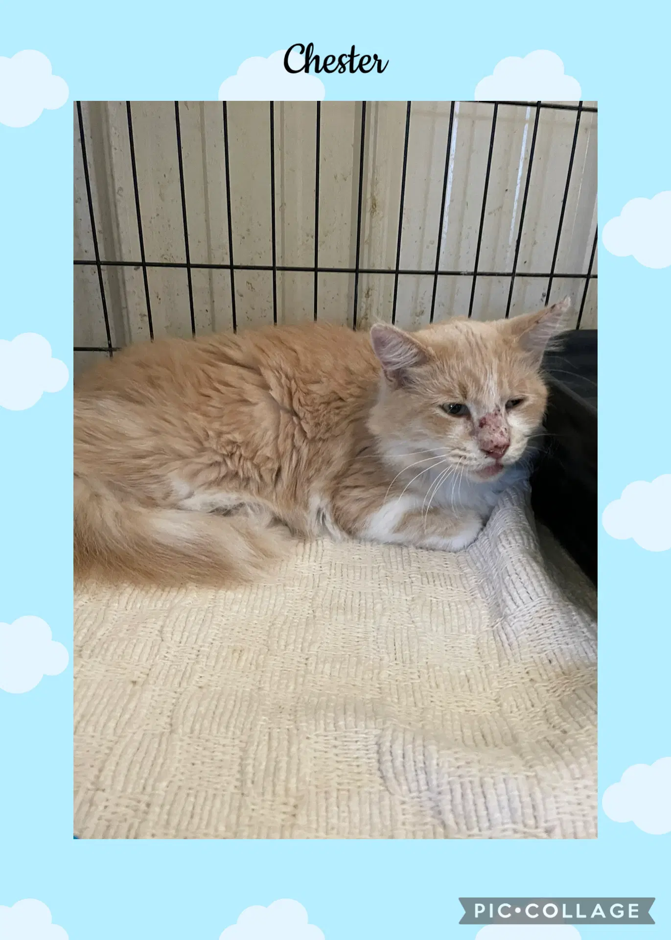 Chester - Domestic Long Hair