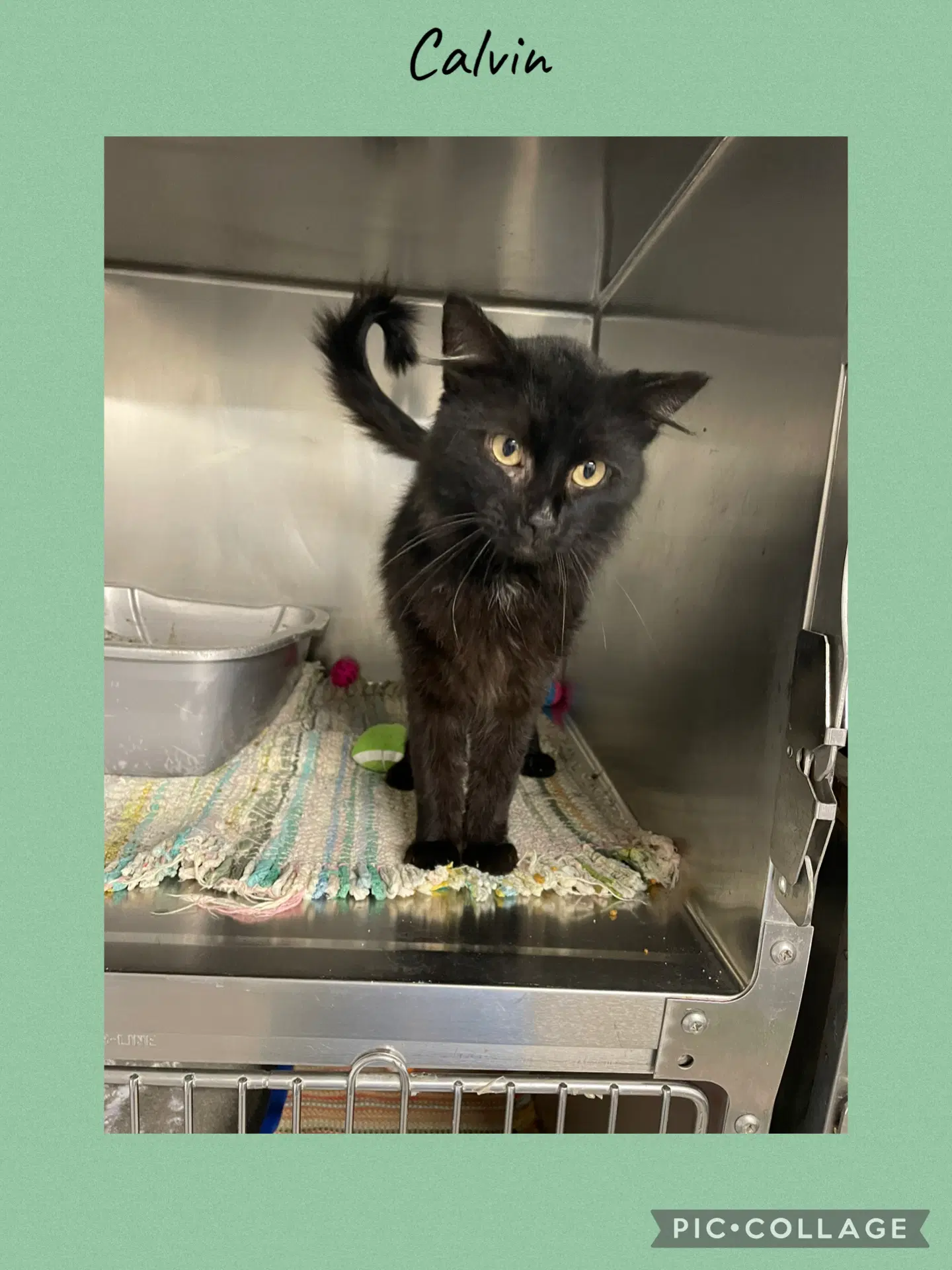 Calvin - Domestic Long Hair
