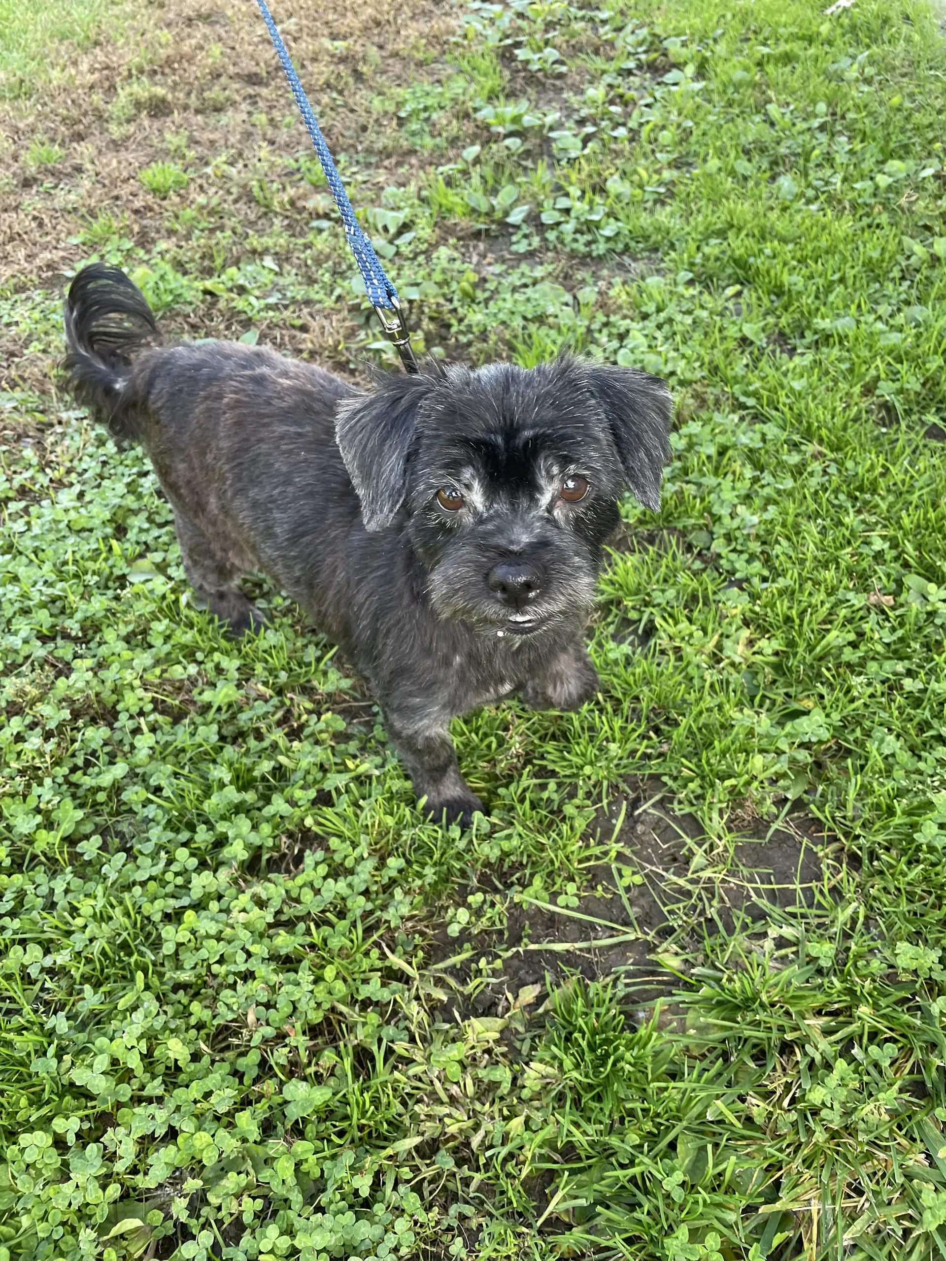 Gracie - Terrier