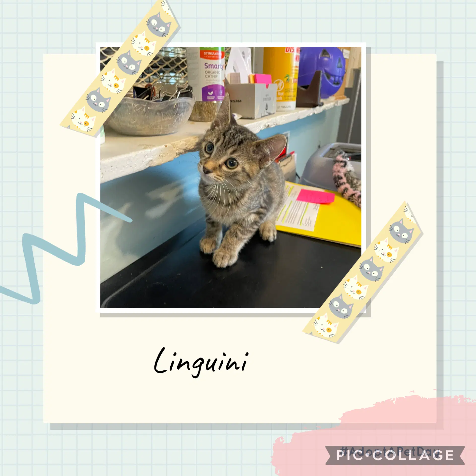 Bhc- Linguini - Domestic Short Hair