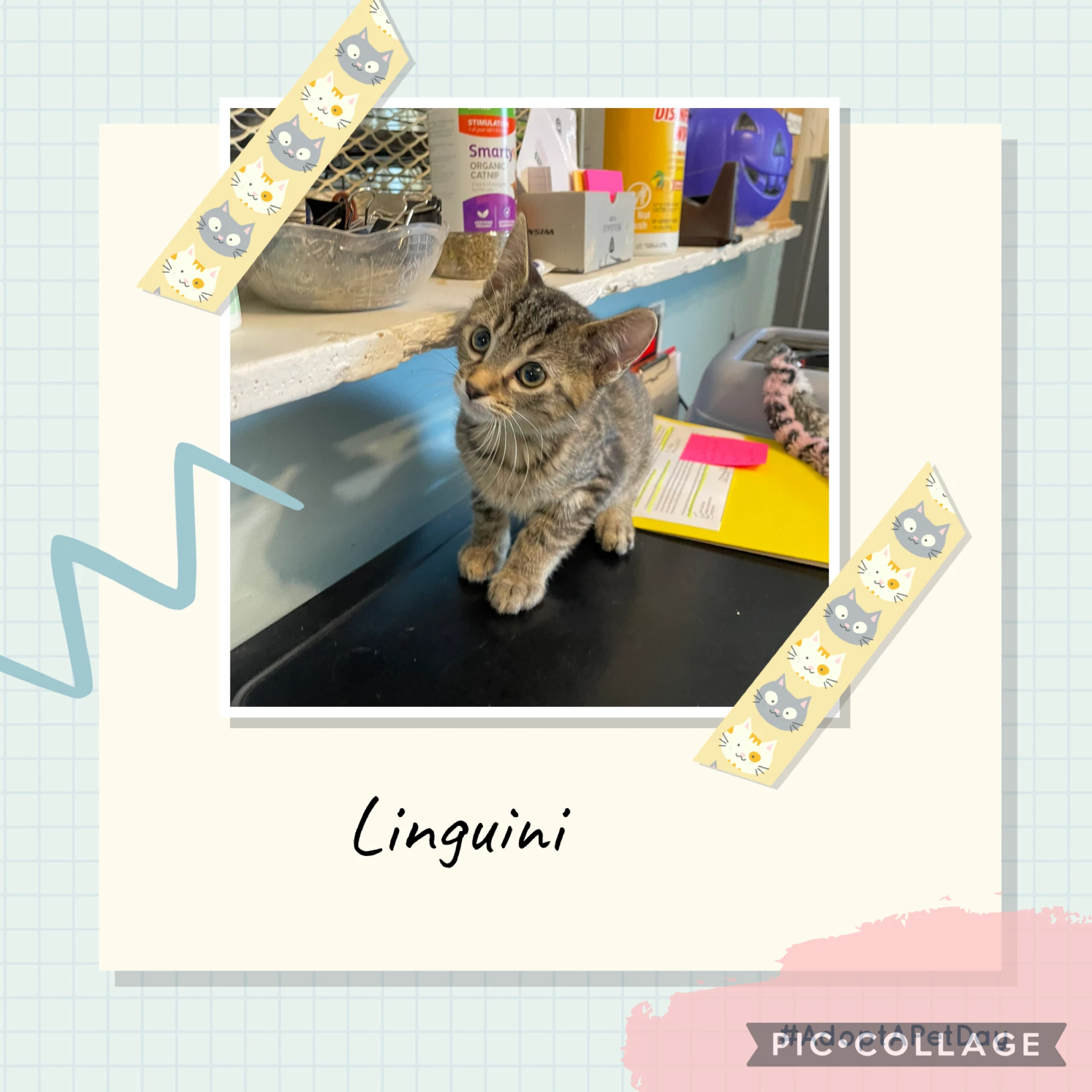Bhc- Linguini