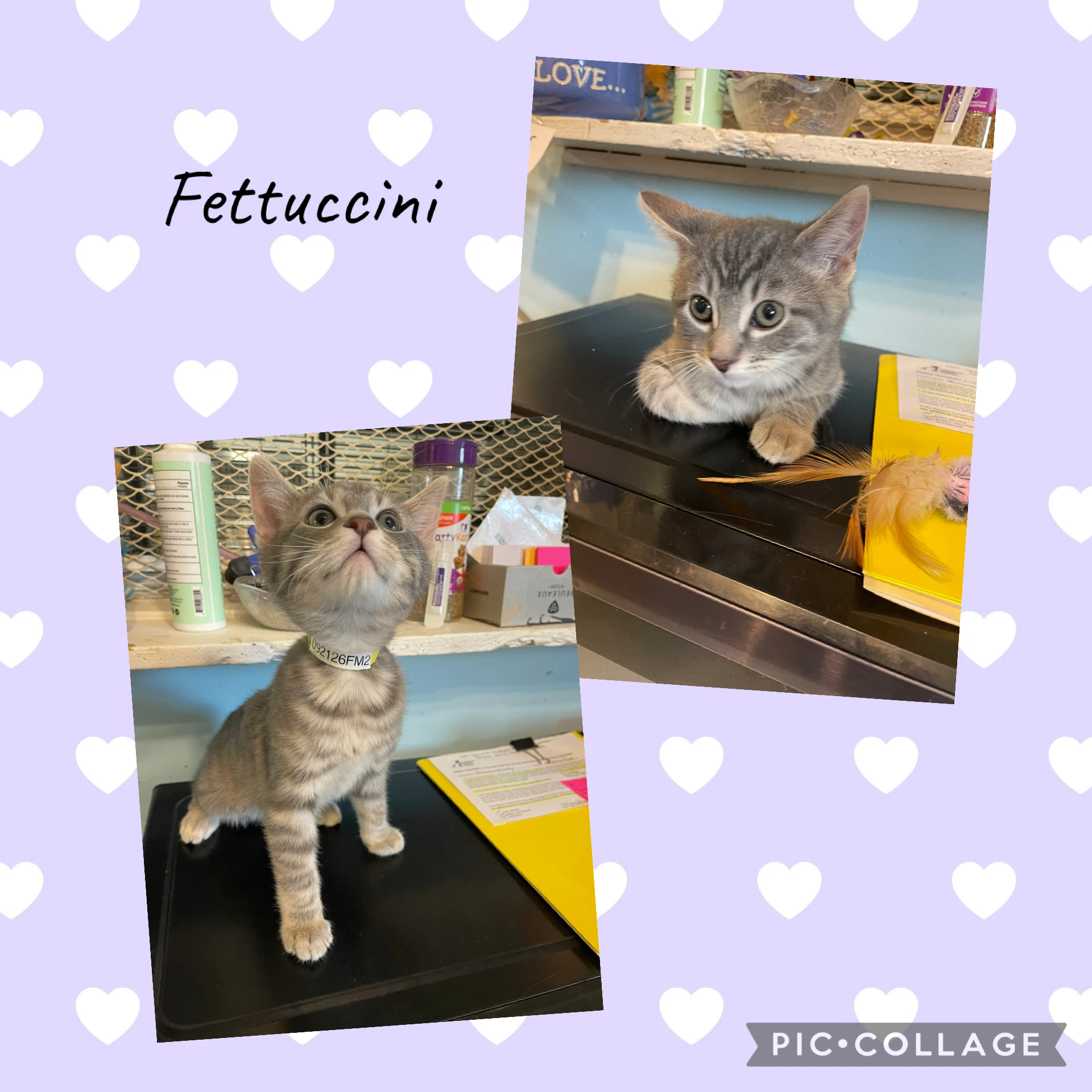 Bhc- Fetticinni