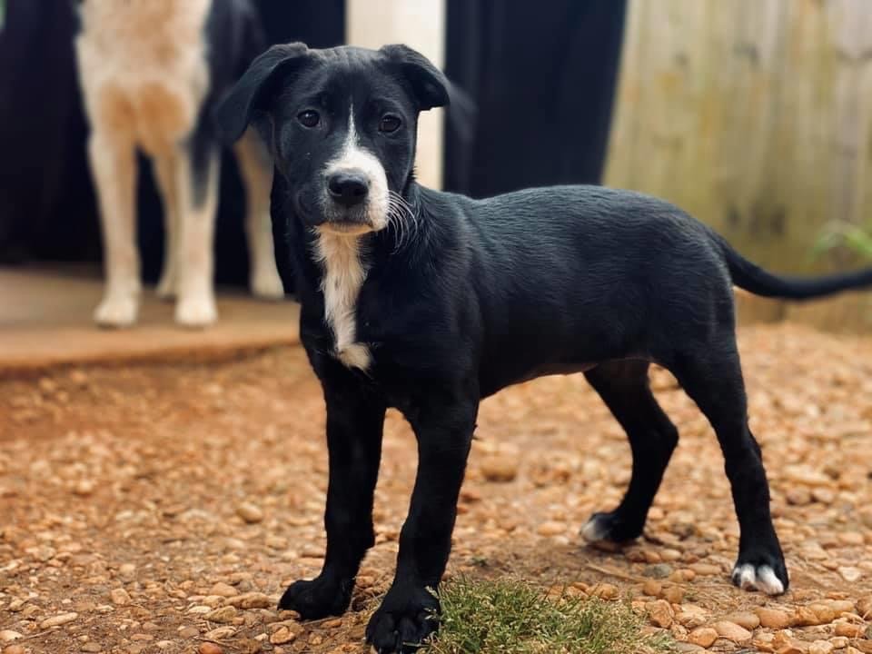 adoptable Dog in Woodstock, GA named Maddie
