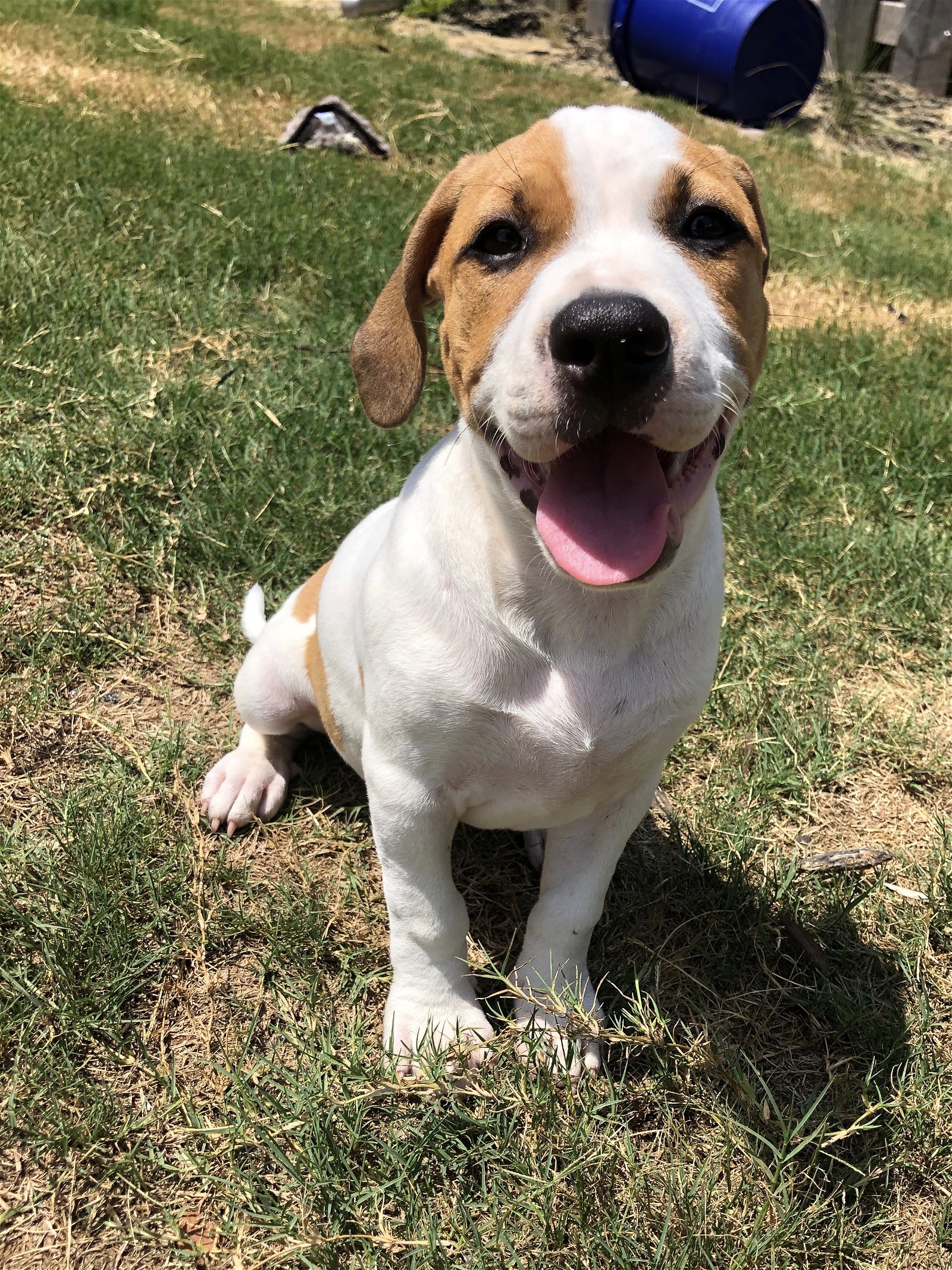 adoptable Dog in Woodstock, GA named Zoey