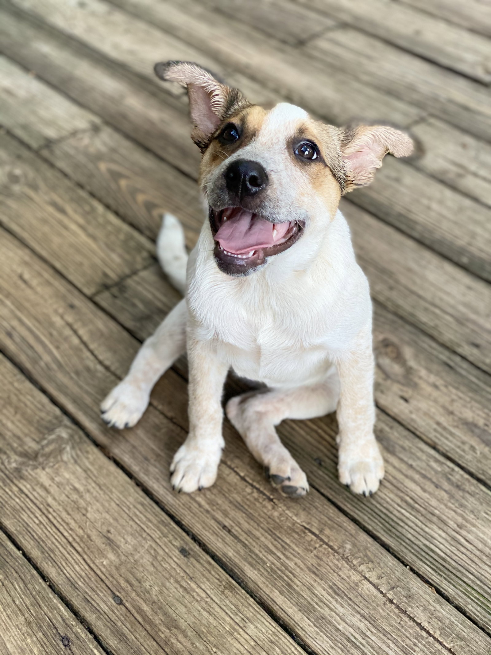 Dog for Adoption Ginger, a Red Heeler in Tifton, GA Alpha Paw