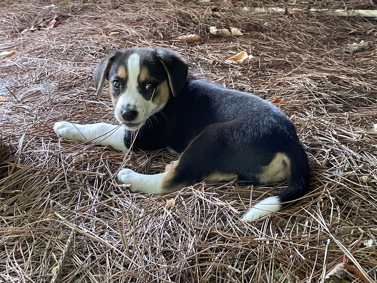 Dog for Adoption Toby, a Beagle in Simpsonville, SC Alpha Paw