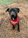 adoptable Dog in woodstock, GA named Eddie