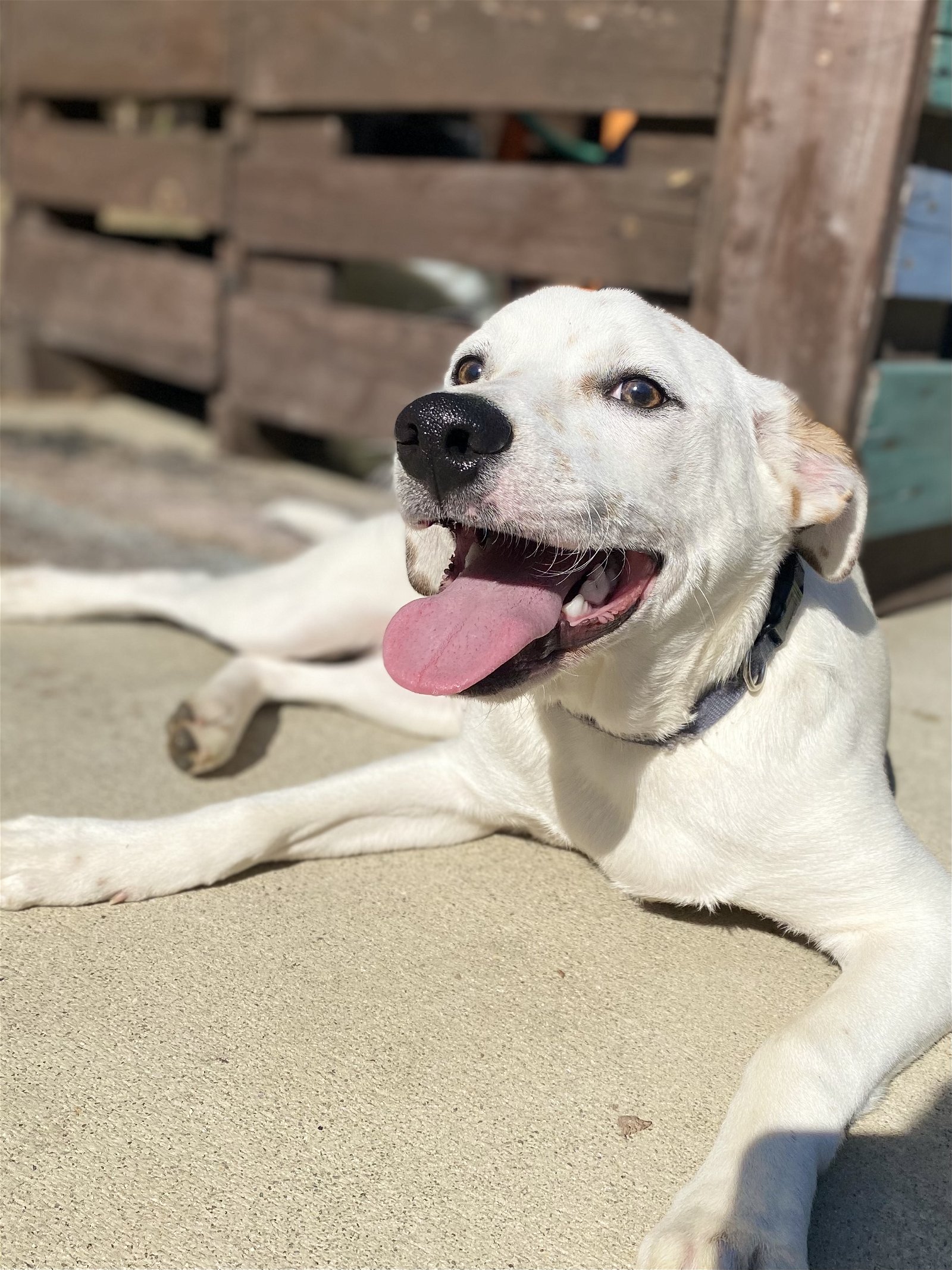 adoptable Dog in Woodstock, GA named Dusty