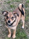 adoptable Dog in woodstock, ga, GA named Teddy