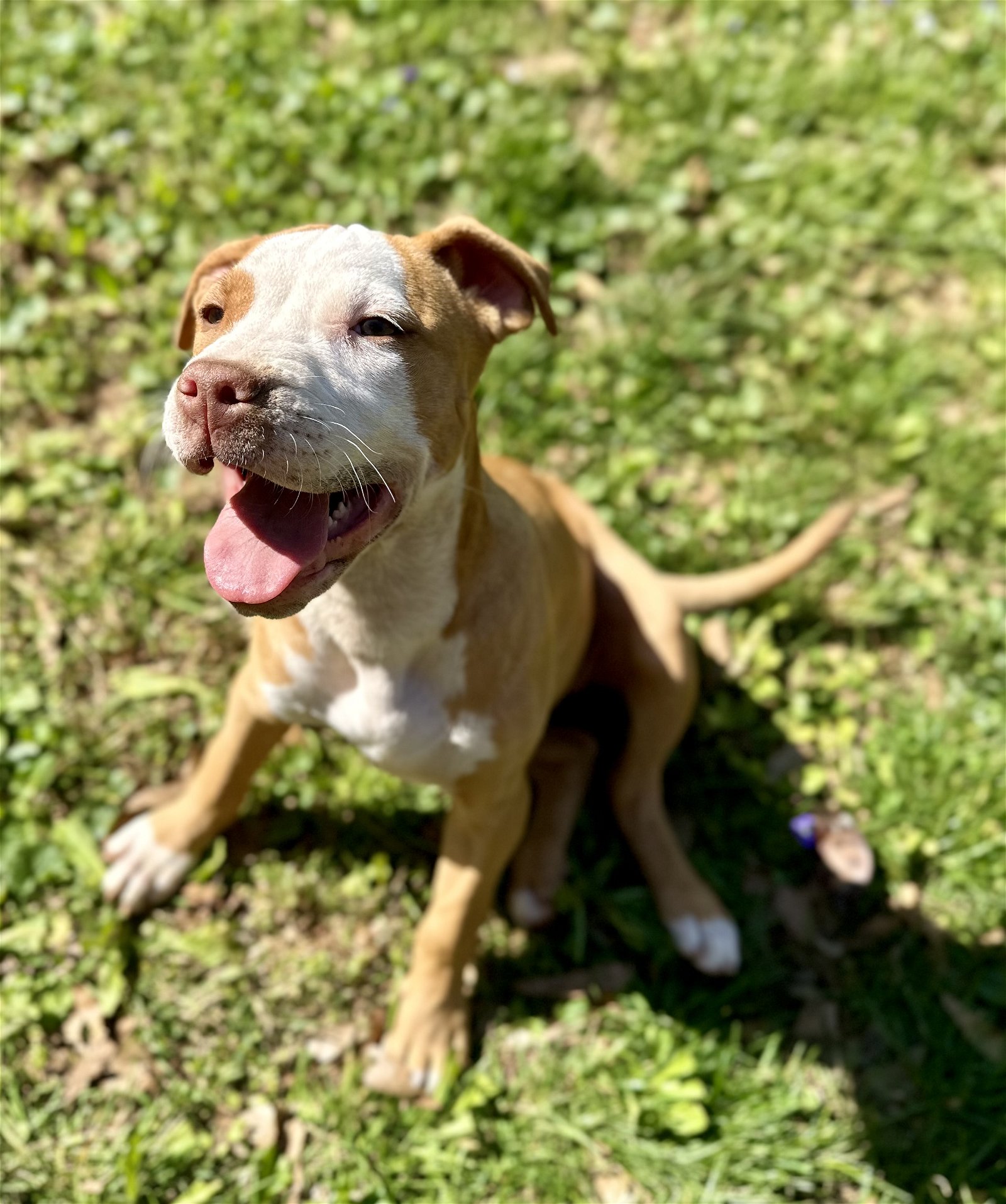 adoptable Dog in Woodstock, GA named Waffles
