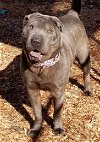 adoptable Dog in woodstock, GA named Sharlotte