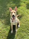 adoptable Dog in woodstock, GA named Maybelle
