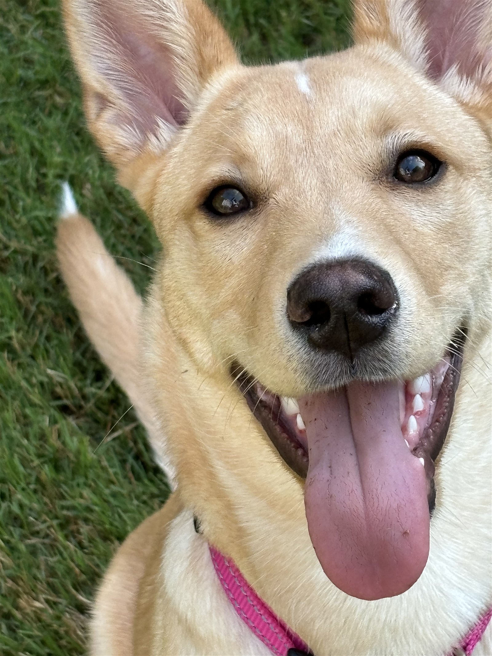 adoptable Dog in Woodstock, GA named Maybelle