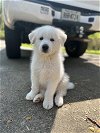 adoptable Dog in woodstock, GA named Freya