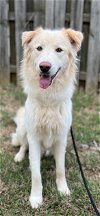 adoptable Dog in woodstock, GA named Shiloh