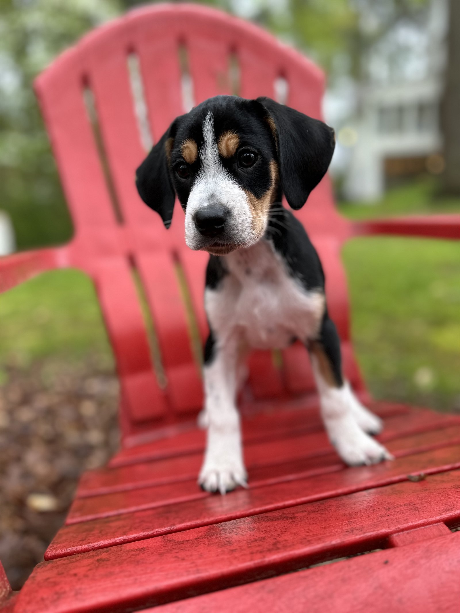 adoptable Dog in Woodstock, GA named Wrangler