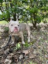 adoptable Dog in woodstock, GA named Nyah