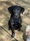 adoptable Dog in woodstock, GA named Meadow
