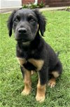 adoptable Dog in woodstock, GA named Finn