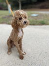 adoptable Dog in woodstock, GA named Andy