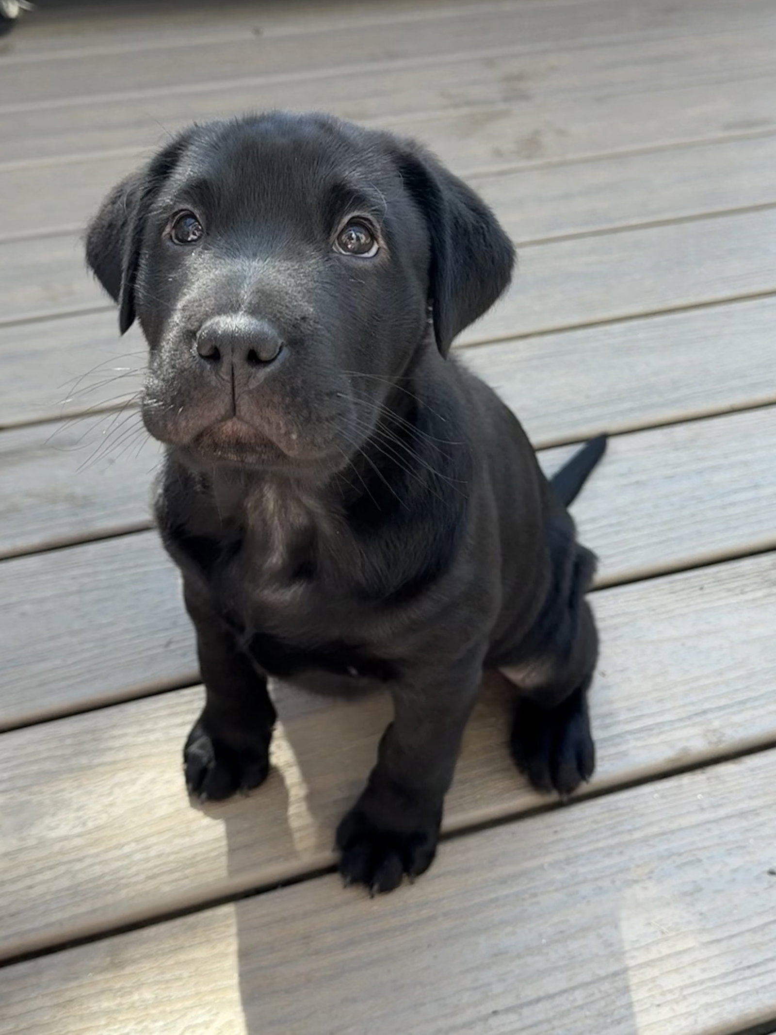 Shar Pei