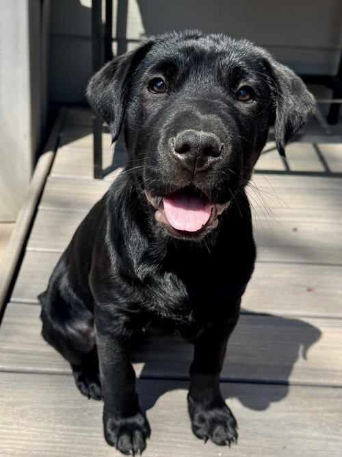 Valentina, an adoptable Shar Pei in Woodstock , GA