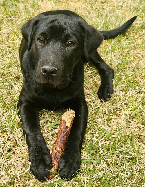 Valentina, an adoptable Shar Pei in Woodstock , GA