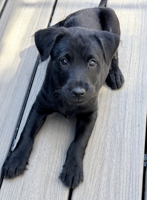 Adora, an adoptable Shar Pei in Woodstock , GA