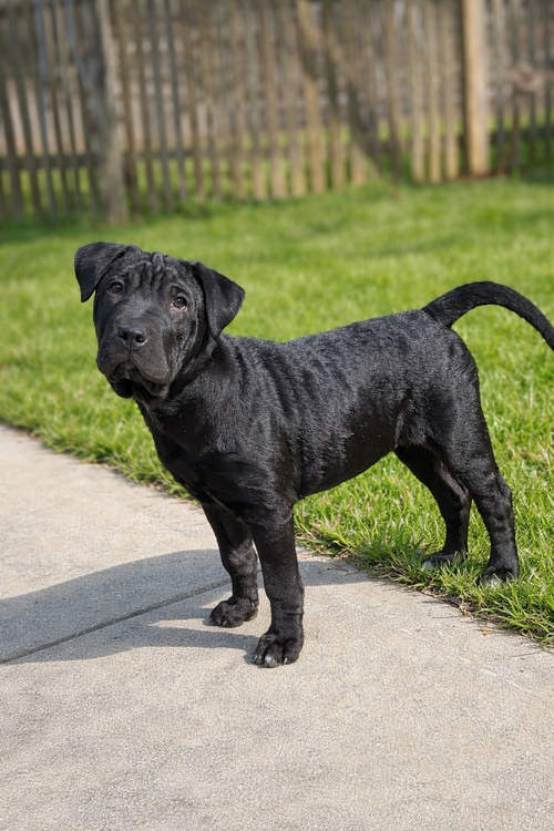 Priya, an adoptable Shar Pei in Woodstock , GA