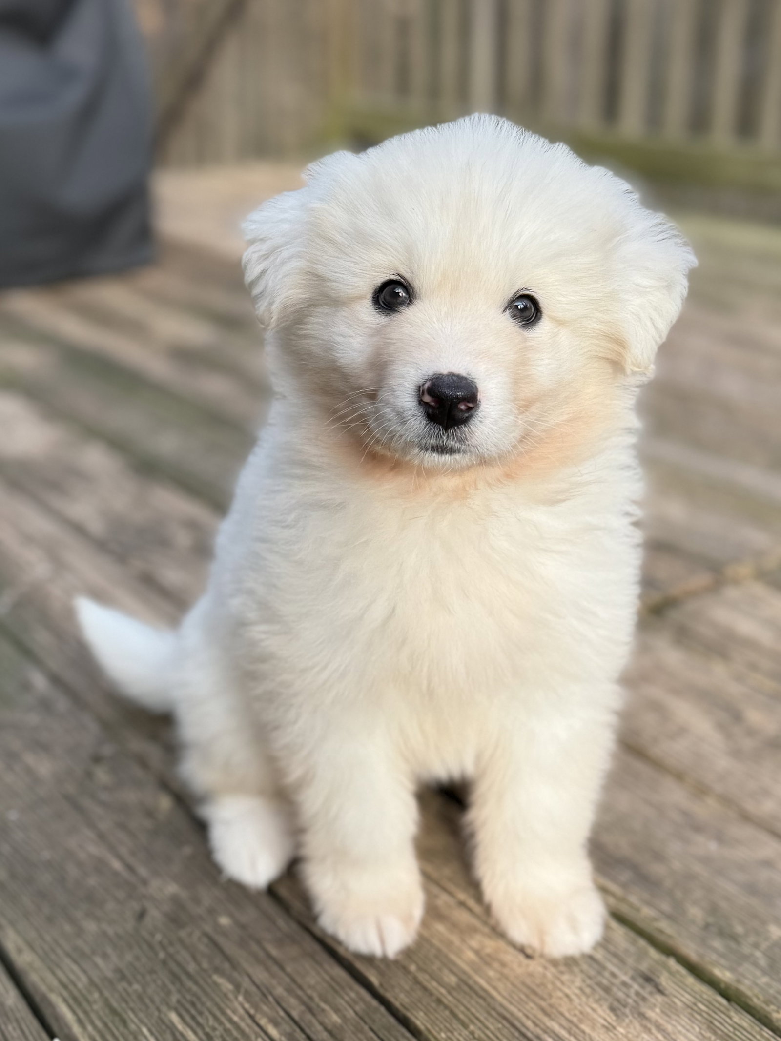 Hank