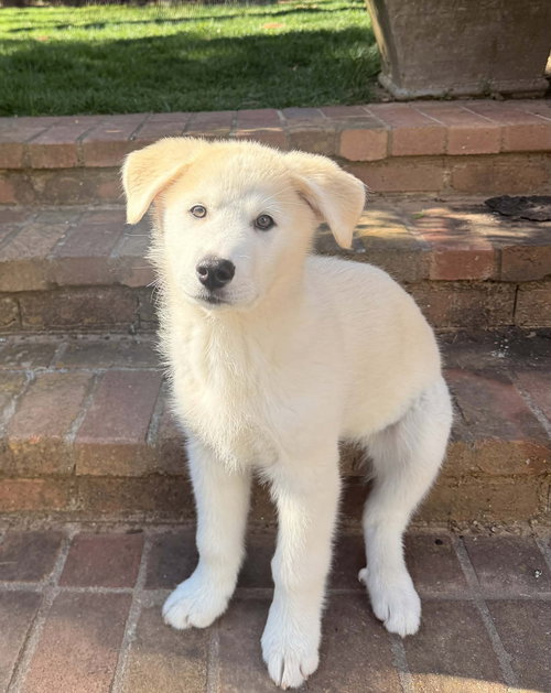 Phoenix, an adoptable Great Pyrenees in Woodstock , GA