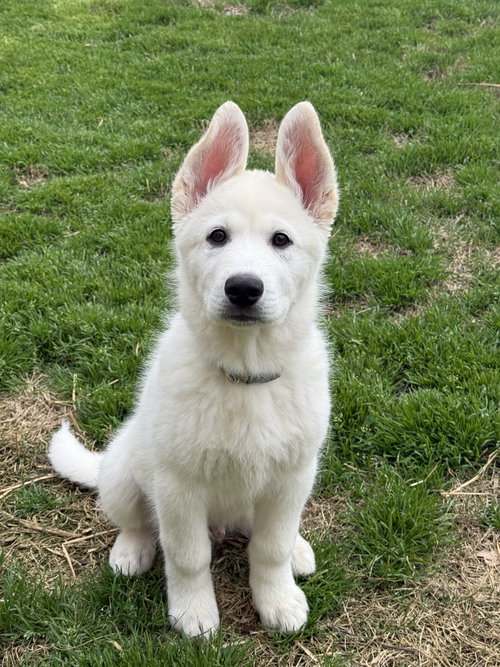 Olaf, an adoptable Great Pyrenees in Woodstock , GA